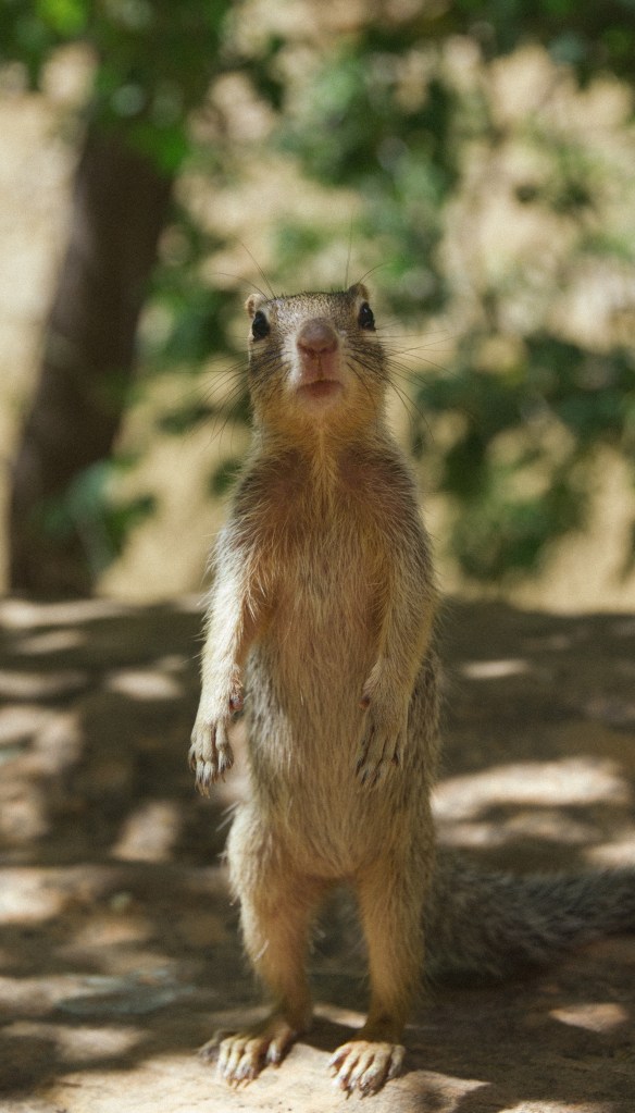 Zion's next top model